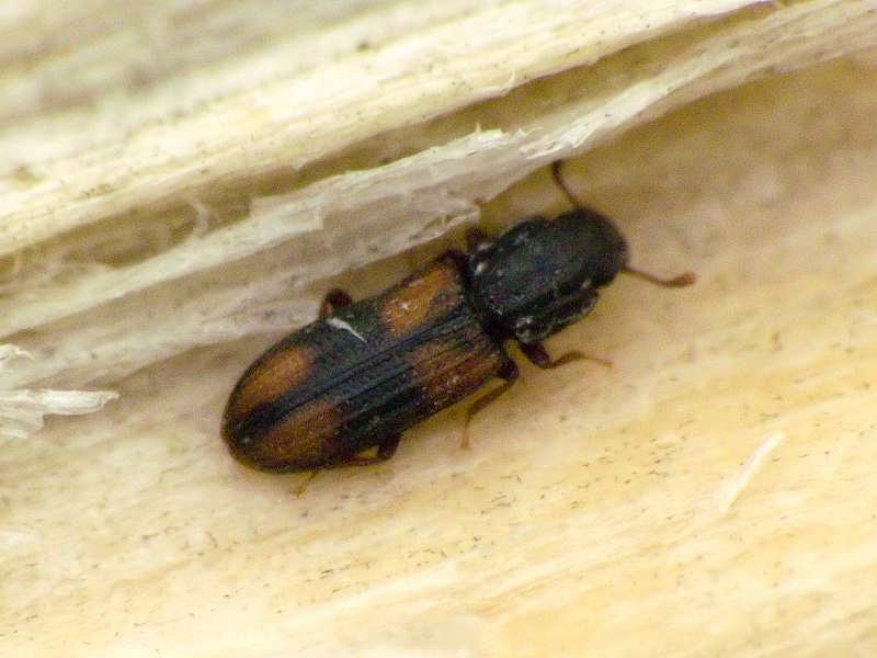 Bitoma crenata (Fabricius, 1775)